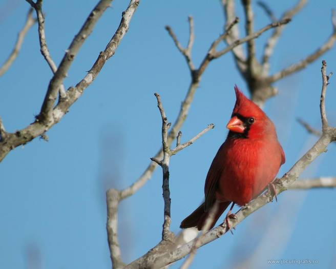 cardinal-papagei-papagal-wallpaper_1280x1024 - diferite imagini