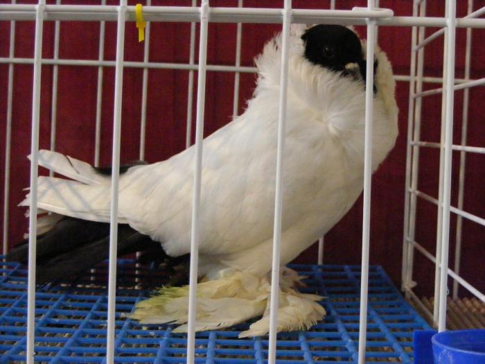 DSCF5668 - expozitia nationala de ornament decembrie  2008