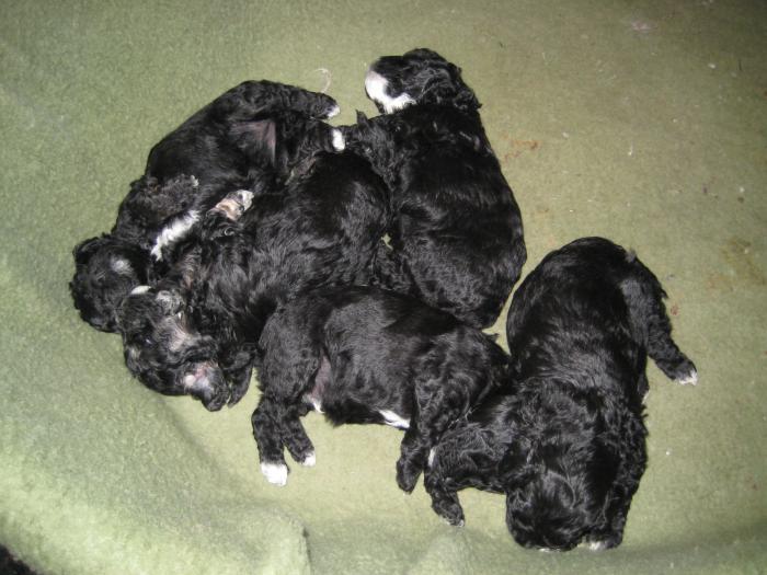 Dupa 24 zile - Cateii