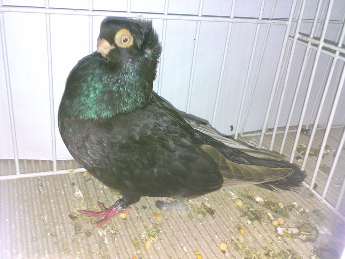 cta uni 16 - 1509 rom juc 1