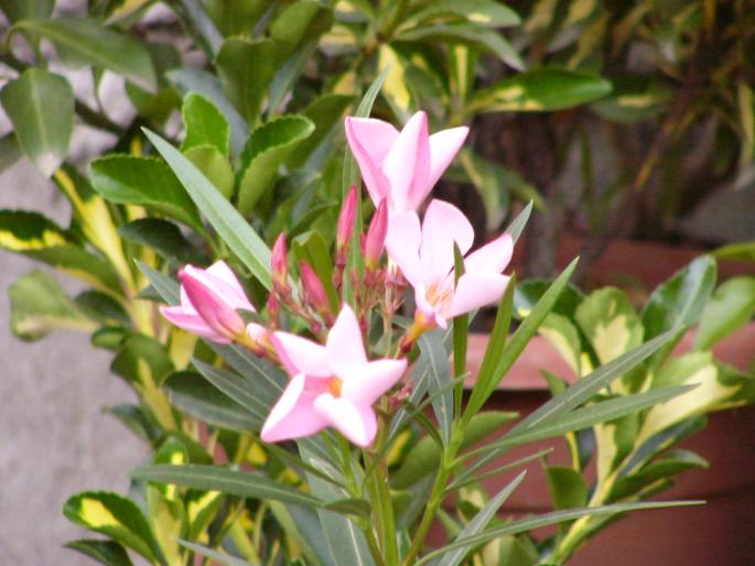 nerium oleander - leandri