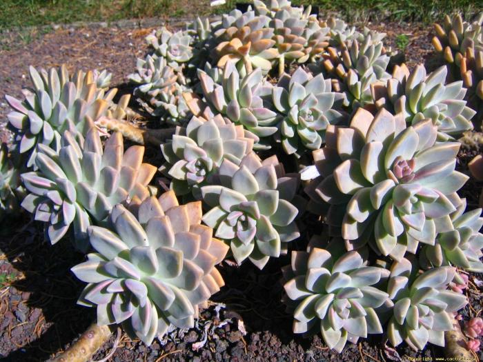 graptopetalum_paraguayense_1