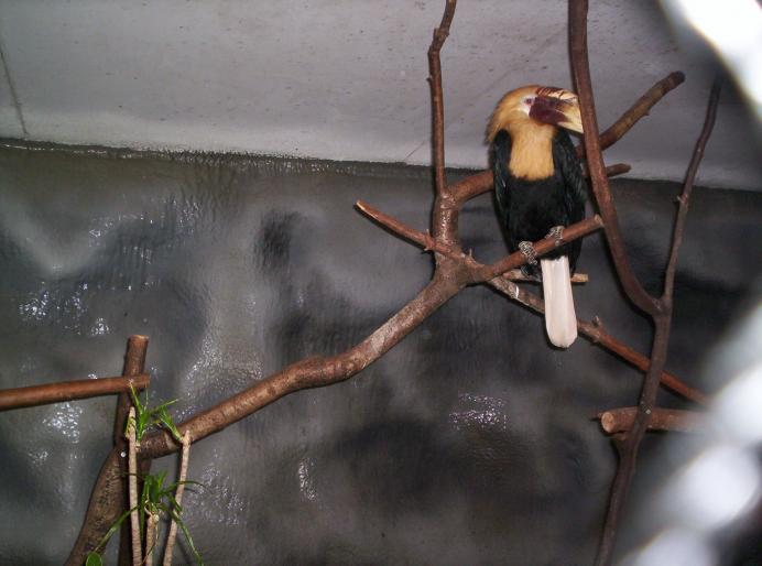 centrul papagali (189)