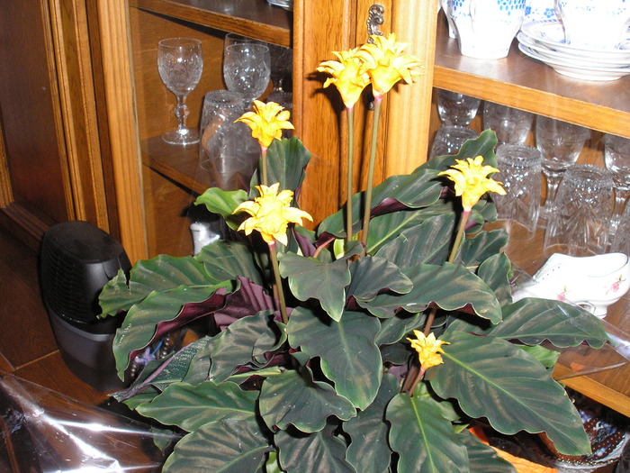 P1230003 - calathea