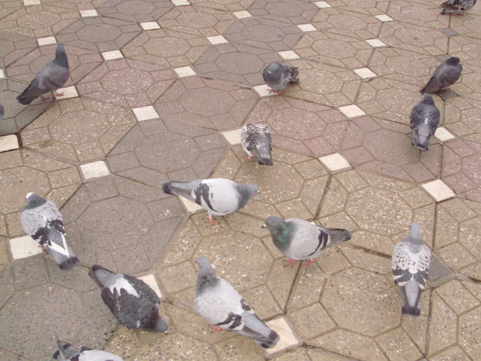 P9040129 - 18g Timisoara