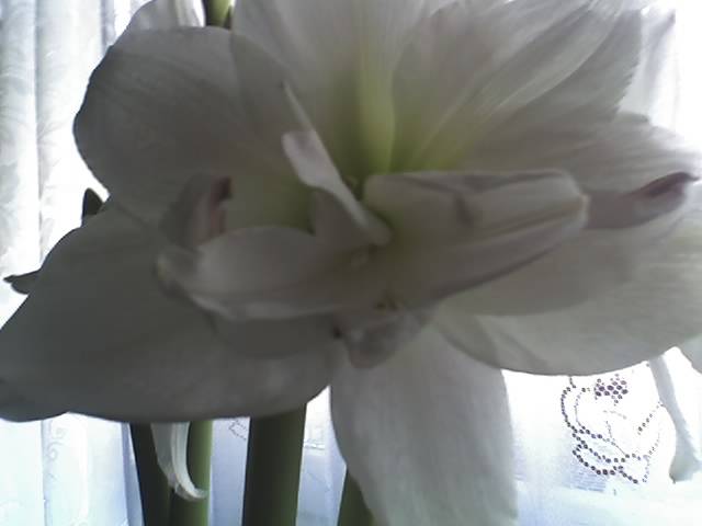 15-03-09_1458; Hipeastrum White Nimph
