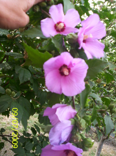 Hibiscus syriacus; e de treaba...l-am modelat cum am vrut si e copac
