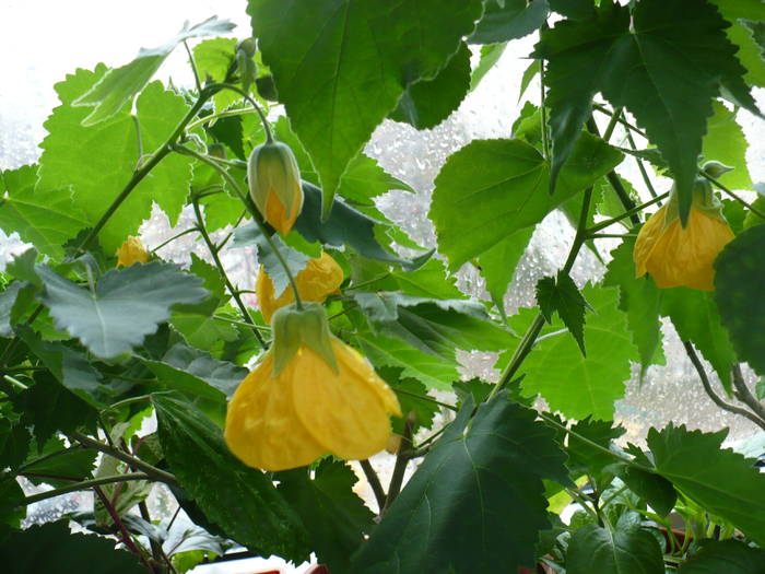 P1090563 - ABUTILONI