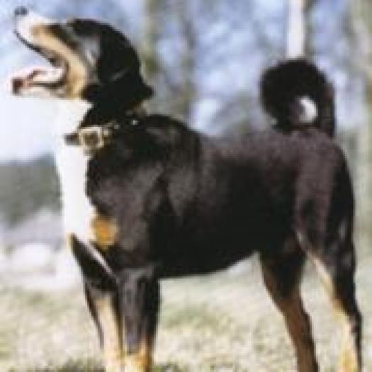 QBZWNICJAQMSLBIJBUB - rase de caini