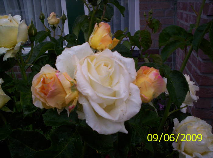 Trandafir alb 9 iun 2009 (4) - trandafiri