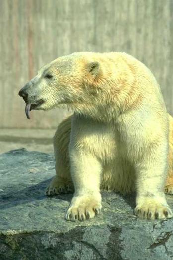 1366040L - Ursi polari