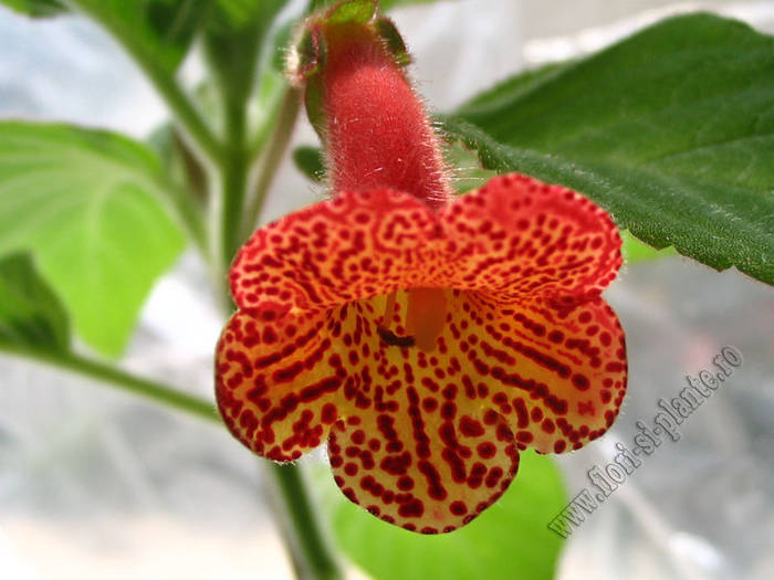 Kohleria Carl 3