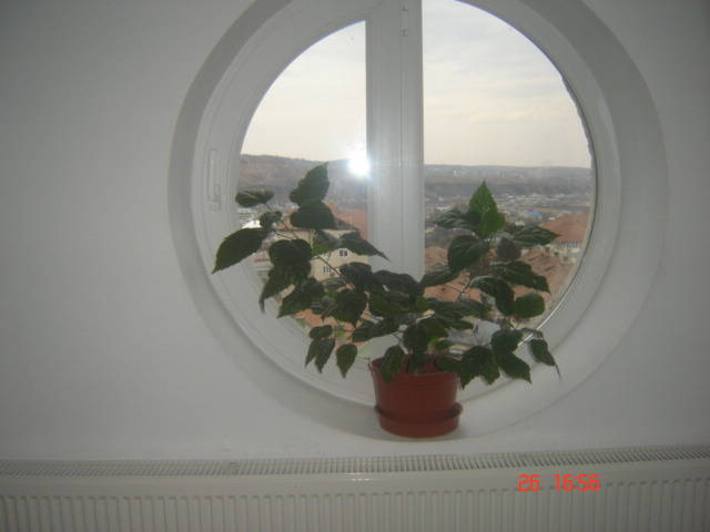 DSC00129 - florile mele