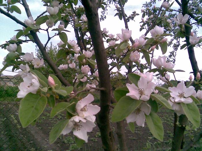 floare de gutui - Pomii si arbusti fructiferi