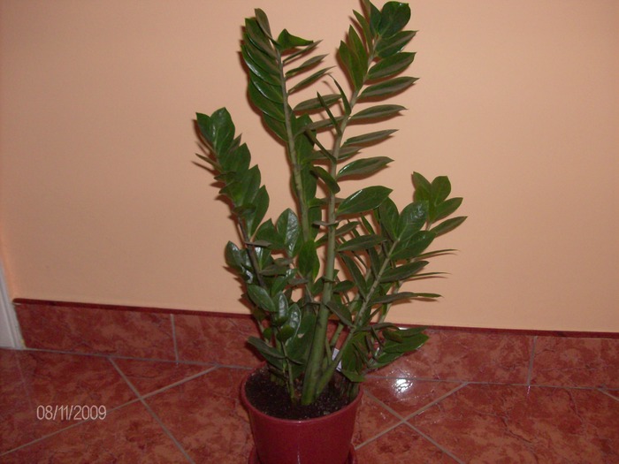 2009 121; zamioculcas
