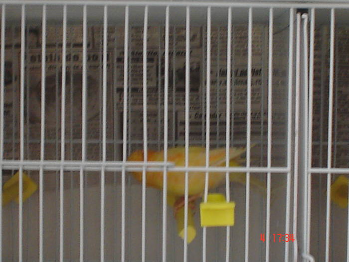 DSC01808 - PASARI CARE NU LE MAI AM - CANARI