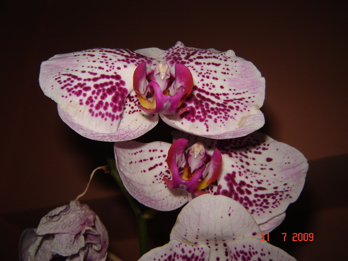 DSC02573 - flori