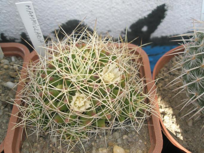 Dolichothele albescens - CACTUSI - ANUL 2008