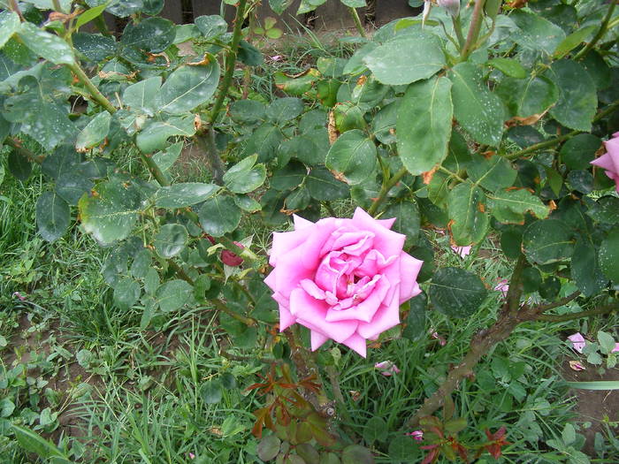 2009_05300022 - Trandafiri