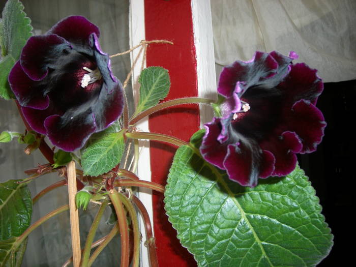 Gloxenia neagra