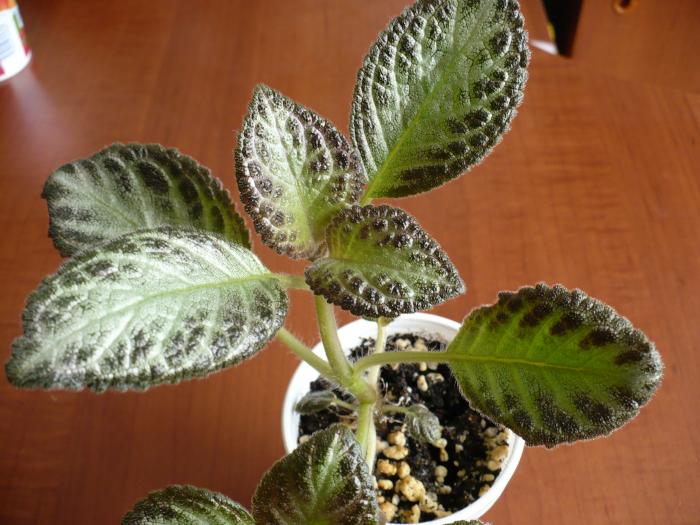 Silver Skies - Episcia 2009 - 2010 - 2012 - 2014