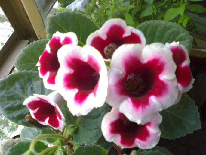 Gloxinia Kaiser Friedrich - Gloxinia 2008