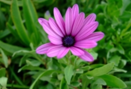 thumb_51984 - flori- gradini