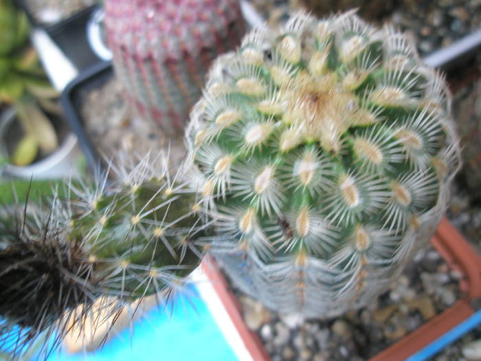 Echinocereus pectinatus - fruct 12.07 - FRUCTE de cactusi si suculente