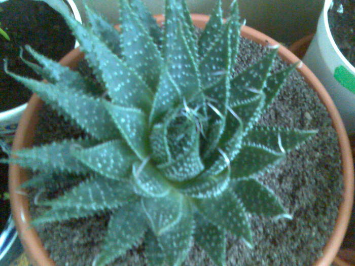 aloe aristata - cactusi si suculente-2009