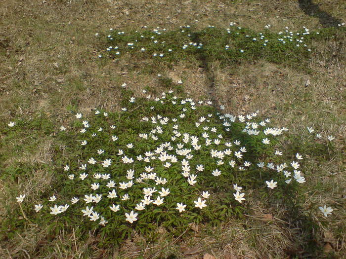 DSC00738 - Flori de camp