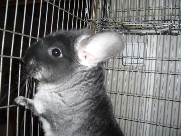 Negresa 1 - Chinchilla