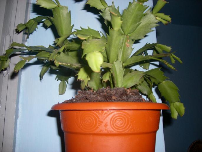 Flori 2008 