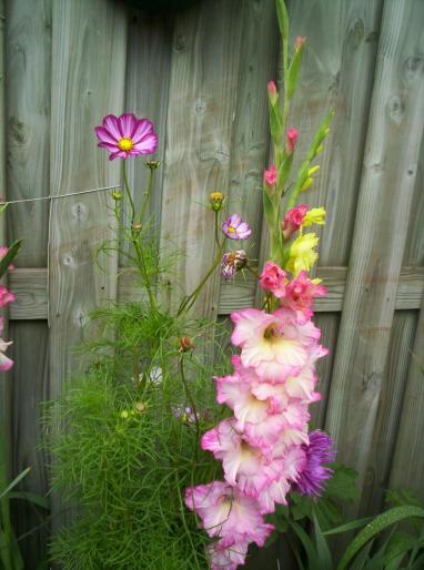 Gladiole si Cosmea 6 aug 2008 - gladiole