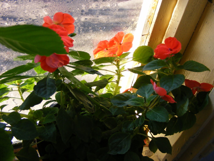 IMPATIENS