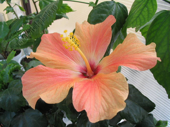 Hibiscus degrade 3