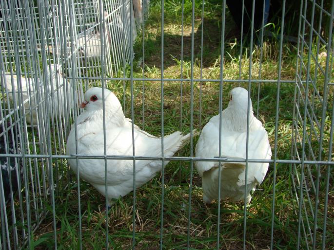 DSC00688 - 18-05-2008