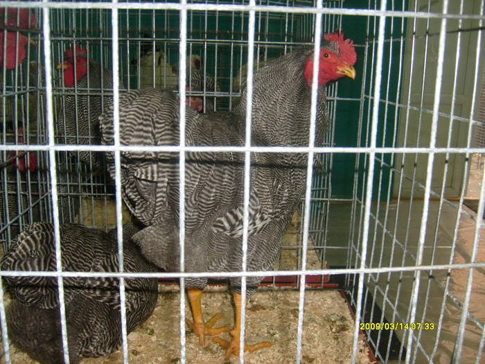 S6304020 - expozitie buzau
