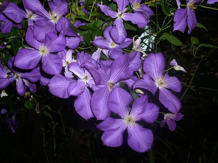 DSCI0865 - flori din gradina mea