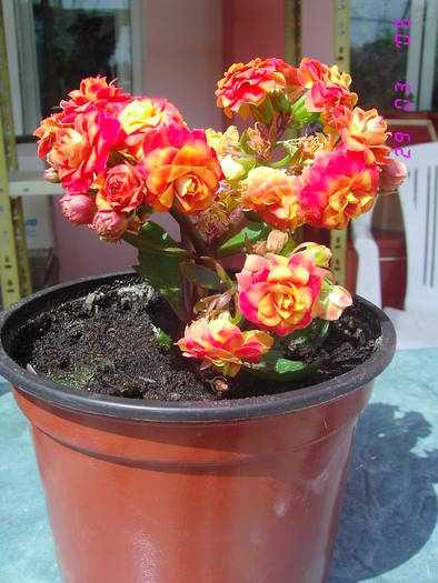 Kalanchoe rosu@galben batuta - Kalanchoe