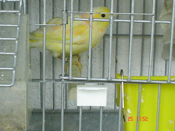 DSC03472 - PASARI CARE NU LE MAI AM - CANARI