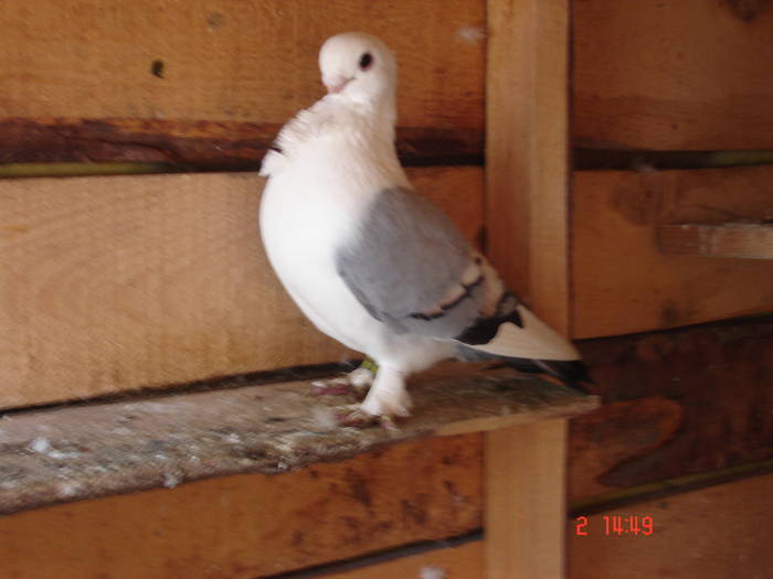 35 - C Porumbei Blueti si Satineti Vechi