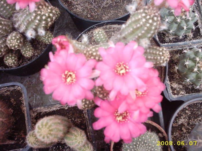 31-Chamaelobivia hb. - cactusi