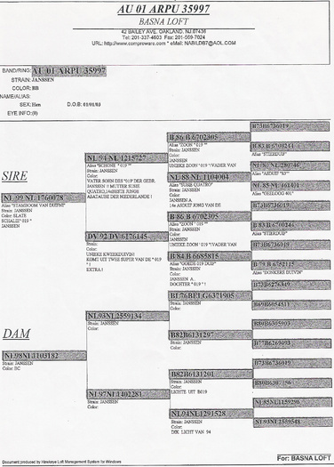 Basna Loft - Janssen - Pedigree Matca