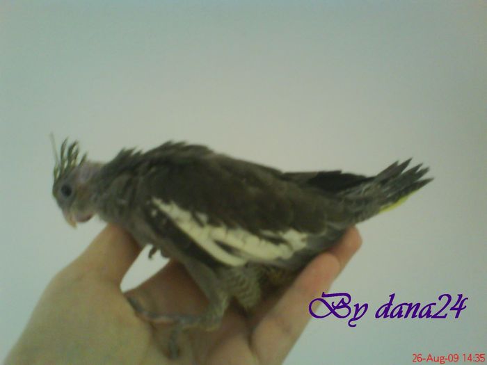 voinicul la 23 zile vedere din profil