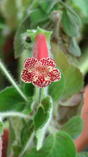 Kohleria - flori 2007