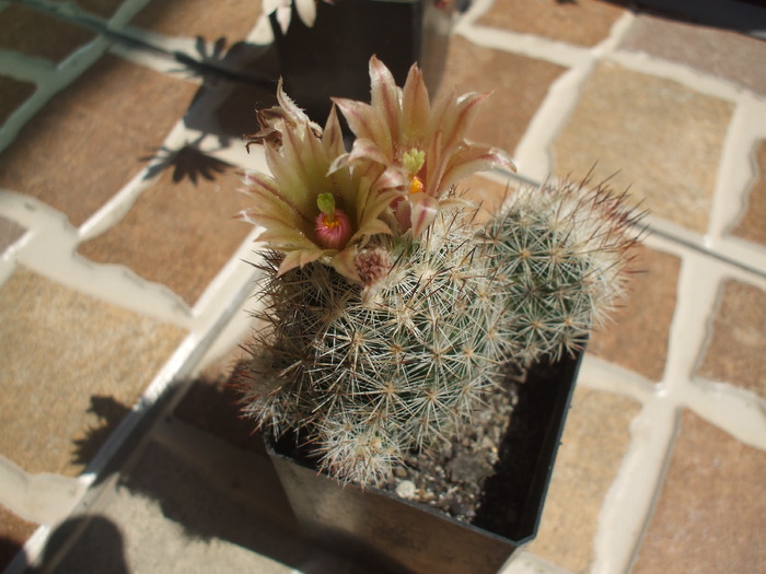 Escobaria runyonii - cactusi infloriti