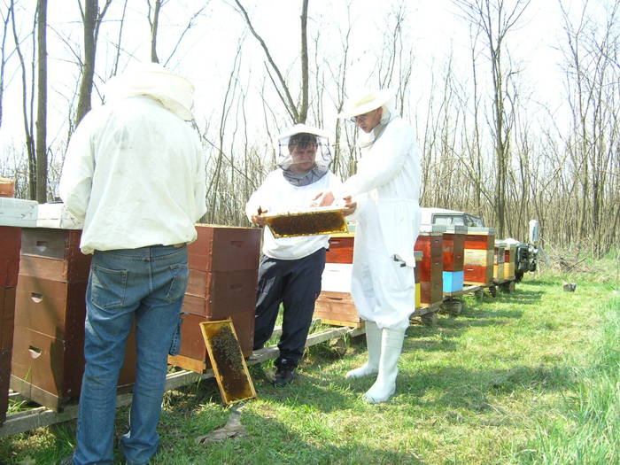 P4071967 - Carnica Banatica