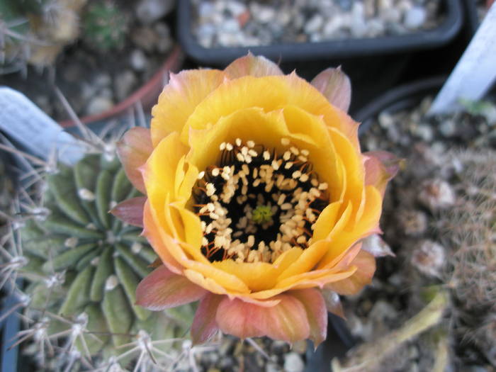 Lobivia jajoiana - floare la inceput