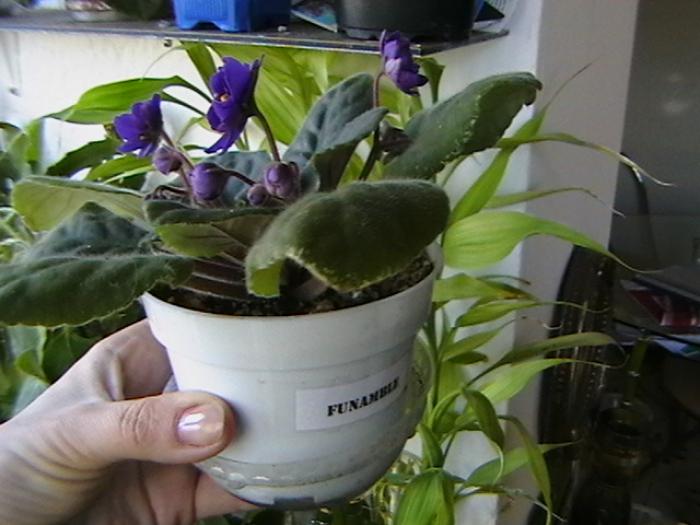 funamble1 - violete 2009