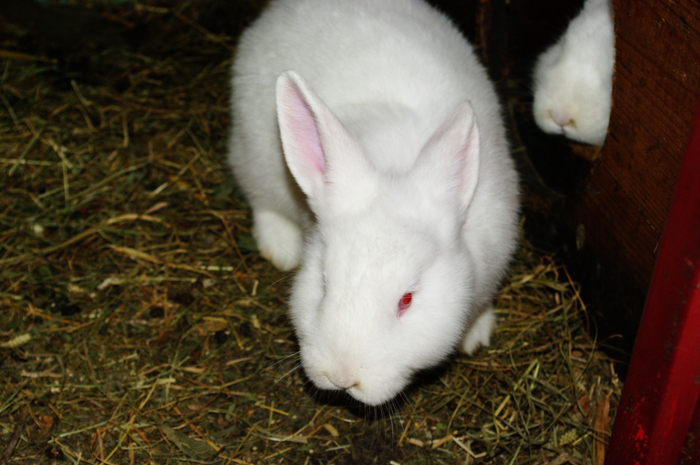 SG204271; femele 10 saptamani
